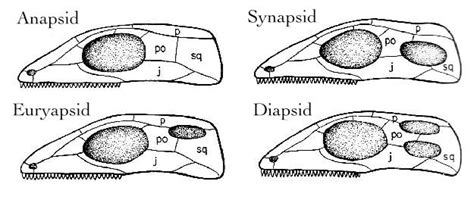 Kafatası Tipleri Anapsid Diapsid Synapsid Euryapsid Evrim Ağacı