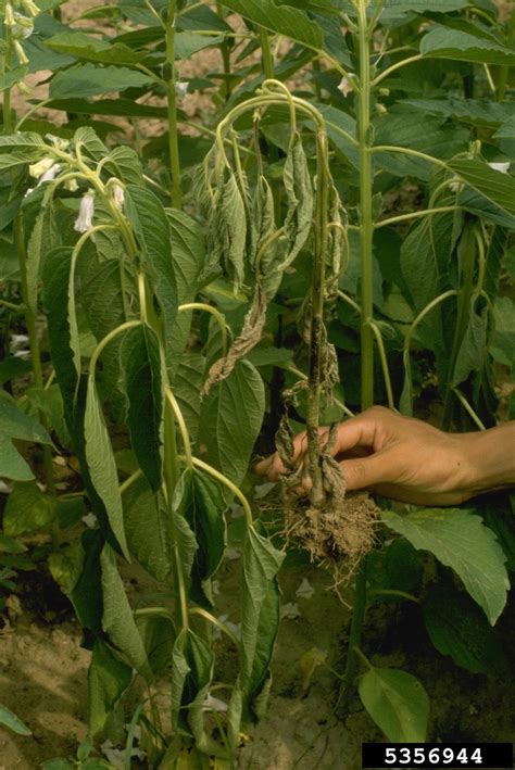 Root Diseases And Rots General