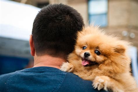 Science Confirms For Pomeranians Their Humans Are Their Parents