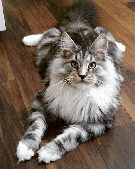 Short Haired Maine Coon Cat Pictures Curlgirlblog