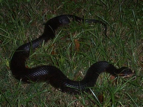 Find the perfect cottonmouth water moccasin snake stock photos and editorial news pictures from getty images. Florida Snake Photograph - Cottonmouth / Water Moccassin