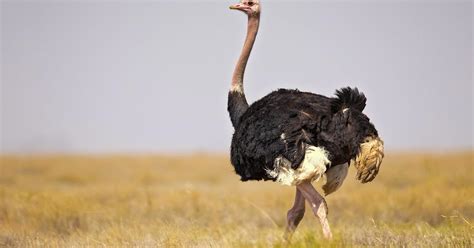 Biggest Birds In The World With Pictures Birdfact