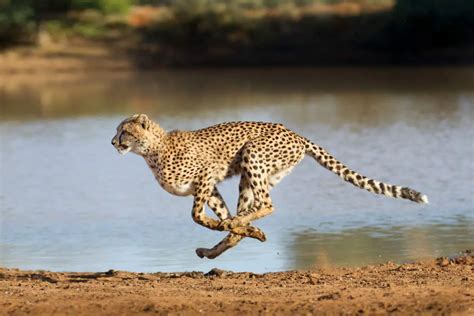 Cheetah Facts 20 Interesting Things About The Worlds Fastest Land