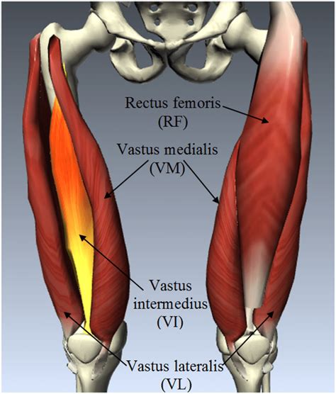 Leg Muscle And Tendons Anatomy Quadriceps Femoris Muscle Anatomy The