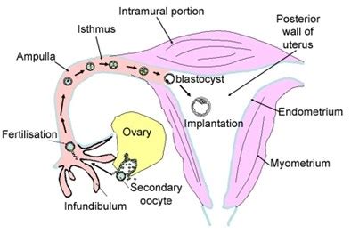 Fallopian Tube Diagram Egg