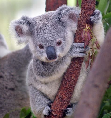 Baby Koala From My Home Country Just The Cutest Most Awesome Amazing