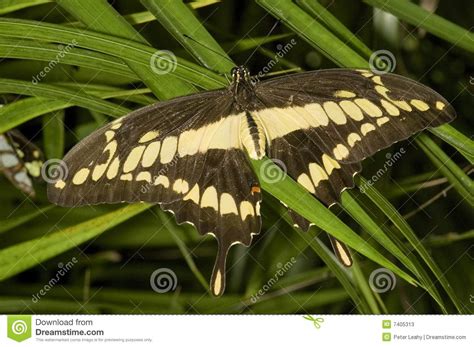 Farfalla Gigante Di Swallowtail Immagine Stock Immagine Di Mosca