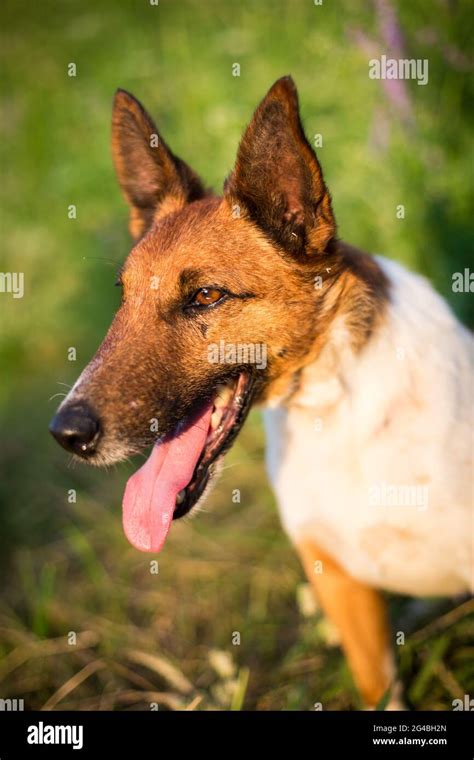 Smooth Haired Fox Terrier Stock Photo Alamy