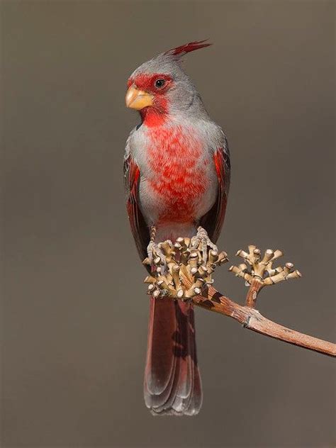 A Red And Gray Bird Sitting On Top Of A Tree Branch With Seed Pods In