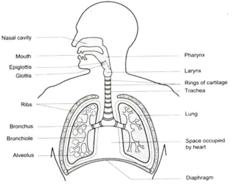 Draw A Labelled Diagram Showing The Human Respiratory System Images