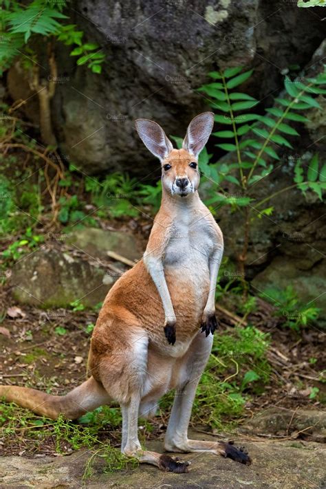 Red Kangaroo High Quality Animal Stock Photos ~ Creative Market