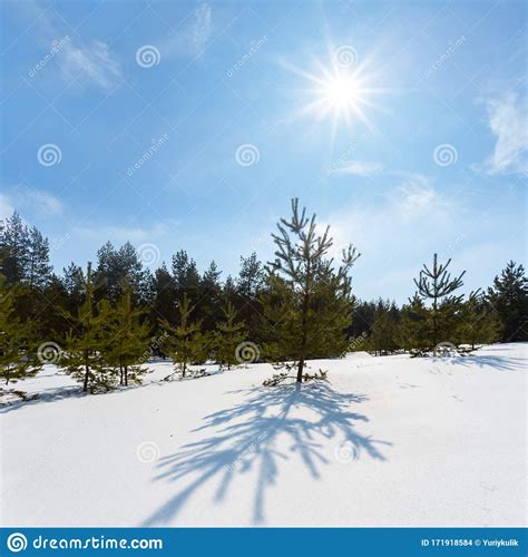 Beautiful Pine Tree Forest In A Snow Under A Sparkle Sun Stock Photo