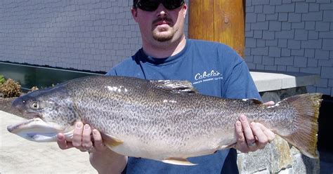 State Record Tiger Trout Expected Soon In Idaho The Spokesman Review
