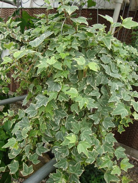 Photo Of The Entire Plant Of English Ivy Hedera Helix Gold Child
