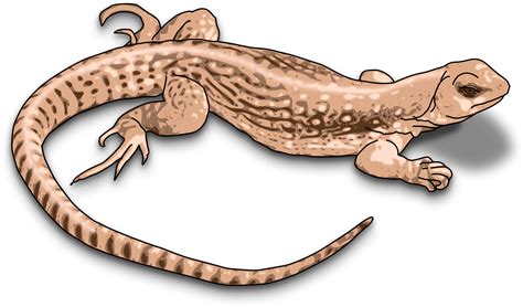 Clipart Lizard