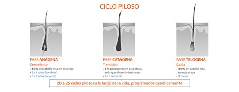 Ciclo Piloso Explicación Y Fases Del Crecimiento Del Cabello Onlyfarma