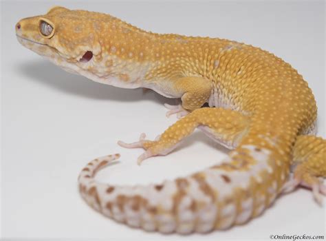 Gecko Lizards As Pets
