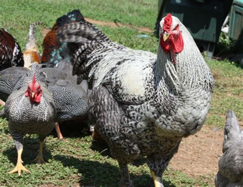 Cuckoo Brahmas Backyard Chickens Learn How To Raise Chickens