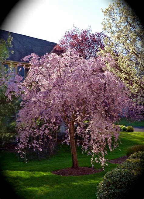 Weeping yoshino cherry tree is a gorgeous photogenic flowering tree that breaks out in a cascade of shimmering white or pale pink blossoms in early try any of these dwarf trees to brighten up small gardens, and balconies, including flowering trees like evergreen spruces, and delicious dwarf apple. Weeping Flowering Cherry Tree - my neighbor's (photo taken ...