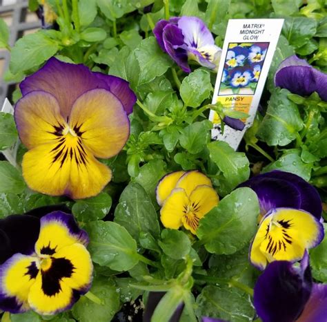 Pansy Matrix Midnight Glow Farmers Daughter T And Garden Center