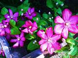 Images of Clematis Flower Pictures