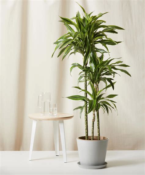 16 Best Indoor Plants For Air Purification And More Per Experts