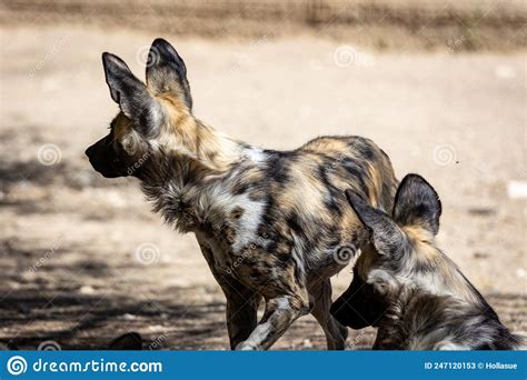 Afrikaanse Wilde Honden In Een Dierentuin Stock Afbeelding Image Of