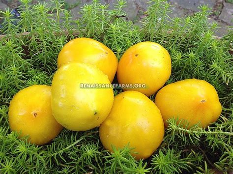 Anna Banana Russian Tomato Seeds For Sale At Renaissance Farms