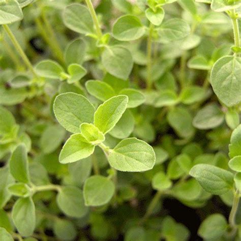 500 Seeds Oregano Italian Origanum Vulgare Seeds By Seed Needs See