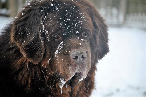 31 Different Terms For Dog Slobber. - mybrownnewfies.com
