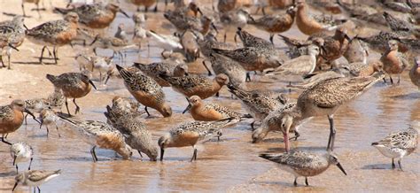 The First Motus Network In Mexico Collaborative Tracking Of Shorebirds