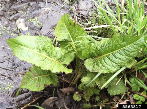 Broadleaf Dock Rumex Obtusifolius Polygonales Polygonaceae 5563817