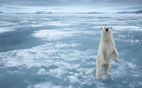 Animals White Arctic Polar Bear Ice Snow Frozen Sea