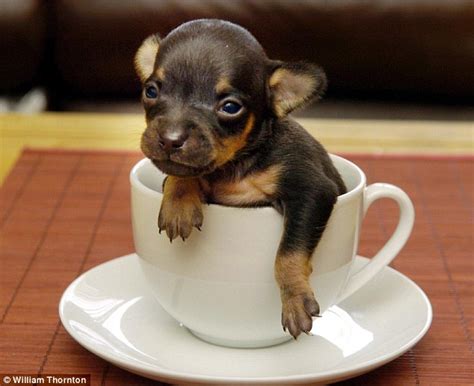 Weird And Funny Smallest Dogs In World