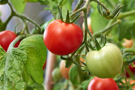 Tips For Growing Tomatoes In Colorado Tagawa Gardens Blog