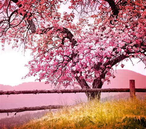 1080p Free Download Pink Tree Field Lanscape Nature Hd Wallpaper