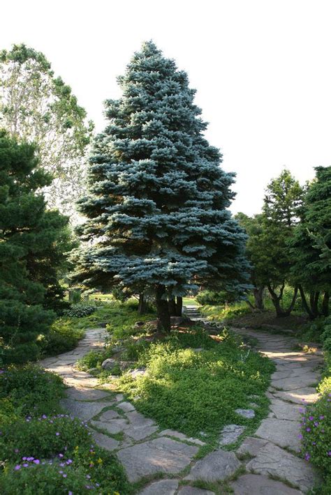 The Best Time To Trim A Blue Spruce Hunker Colorado Blue Spruce