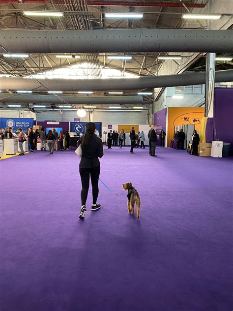 The First Welsh Terrier Competes At The Masters Agility Championship At