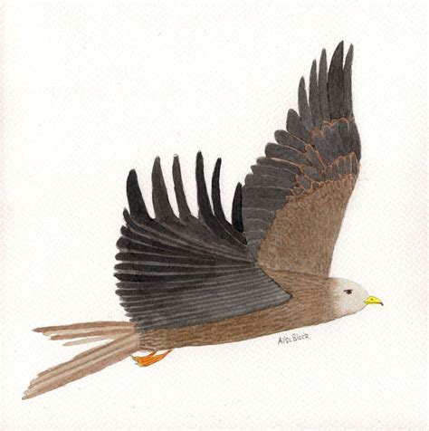 Red Kite Pencil And Ink Drawing