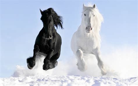 Horses 2017 Hd Wallpapers Collections