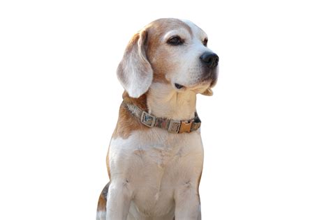 Free Brown Dog Looking Forward 20943653 Png With Transparent Background