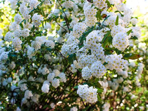 Prune them in late winter or early spring before the leaves emerge. Care Of Spirea Bushes - Spirea Growing Conditions And Care