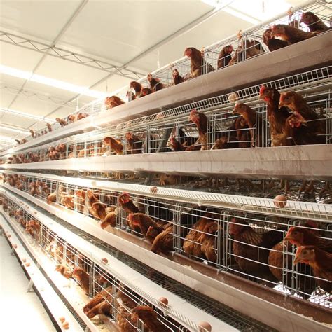 Jinmuren High Quality Commercial Layer Cage A Type Layer Cages Chicken Laying Cages In South