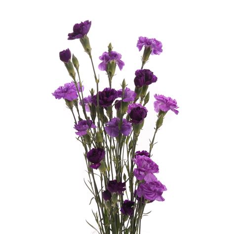 purple flowers carnations mix set summer wedding flowers wedding flowers flower muse