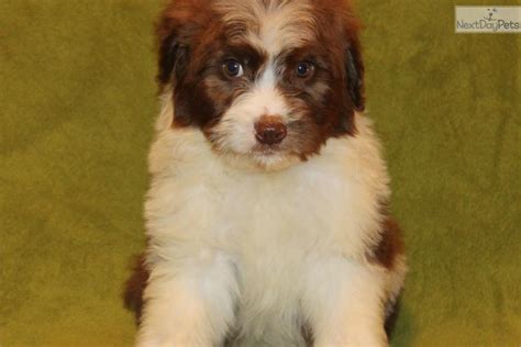 Aussiedoodle Puppy For Sale Near Dallas Fort Worth Texas 6f9fc2f9 A1c1