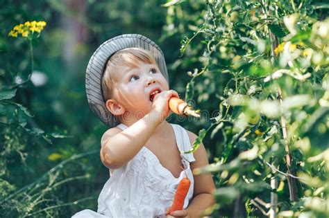 Small Boy Farmer Kid Sitting In Line Of Tomatoes Plants Wearing White