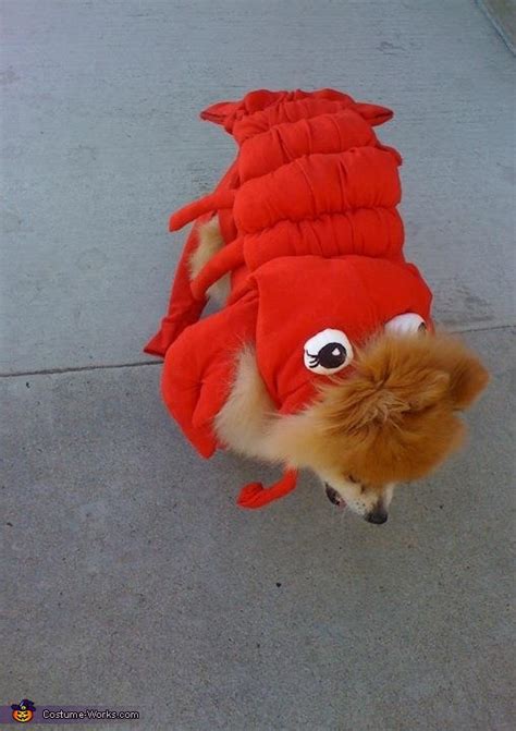 Diy Lobster Dog Costume Creative Diy Ideas Photo 45