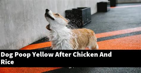 Dog Poop Yellow After Chicken And Rice Puptopics