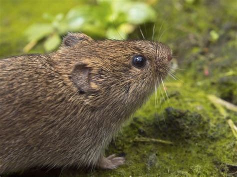 Types Of Small Rodents In Michigan Hunker