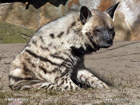Hyaena Hyaena Pictures Striped Hyena Images Nature Wildlife Photos